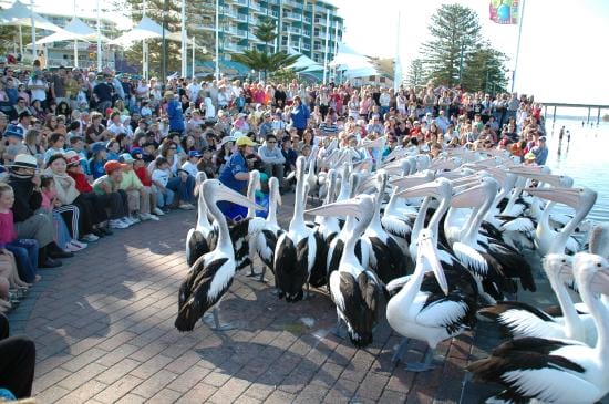 the-entrance-pelican - Londoner In Sydney