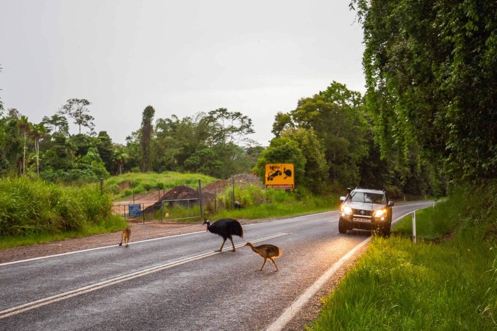 cassowaries-in-mission-beach