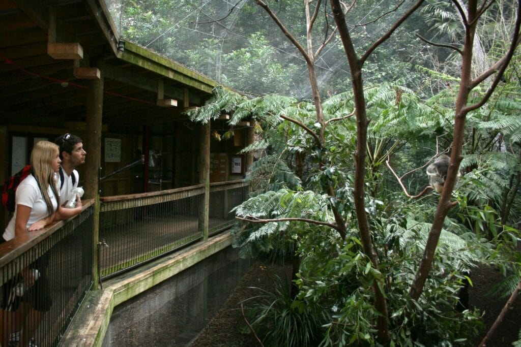 Koala_Exhibit_BG_1 - Londoner In Sydney blackbutt-reserve-newcastle