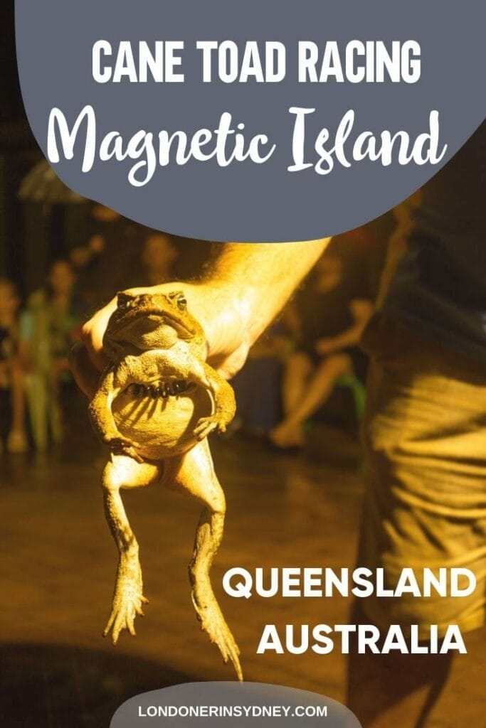 cane-toad-racing-magnetic-island