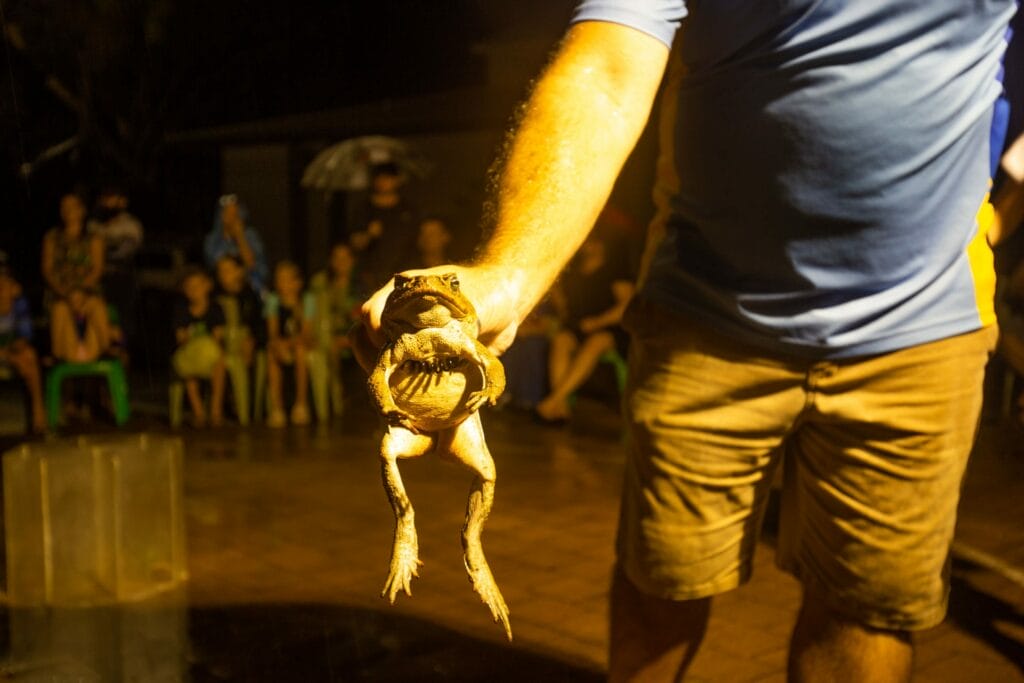 cane-toad-racing-magnetic-island-4 - Londoner In Sydney
