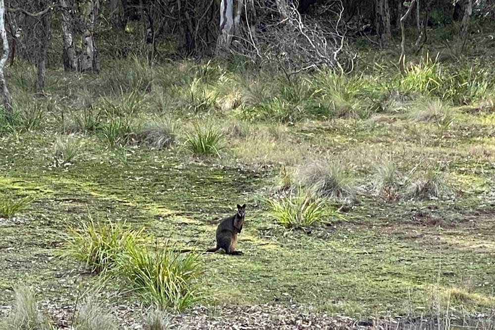wallabies-in-mystery-bay - Londoner In Sydney wallabies-in-mystery-bay