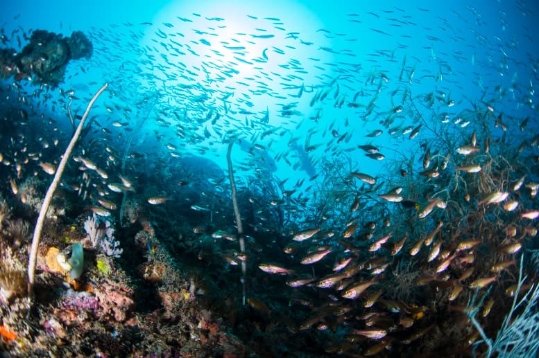 yongala-wreck - Londoner In Sydney yongala-wreck