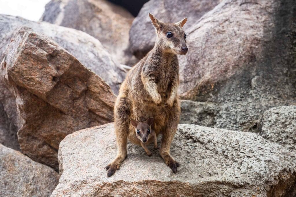 magnetic-island-rock-wallabies - Londoner In Sydney magnetic-island-rock-wallabies