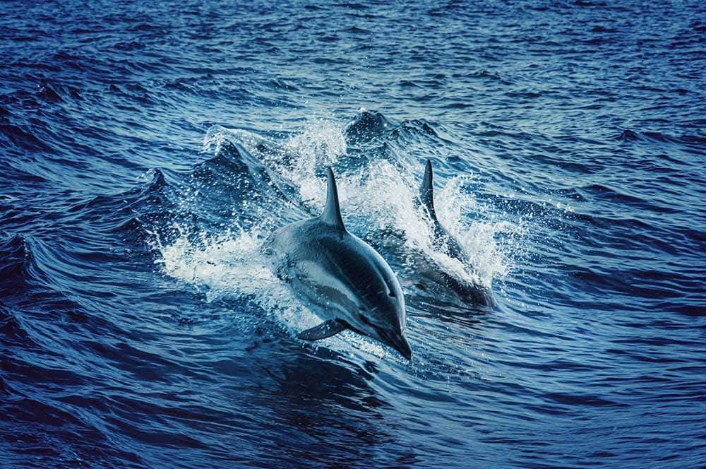 dolphin-cruise-jervis-bay