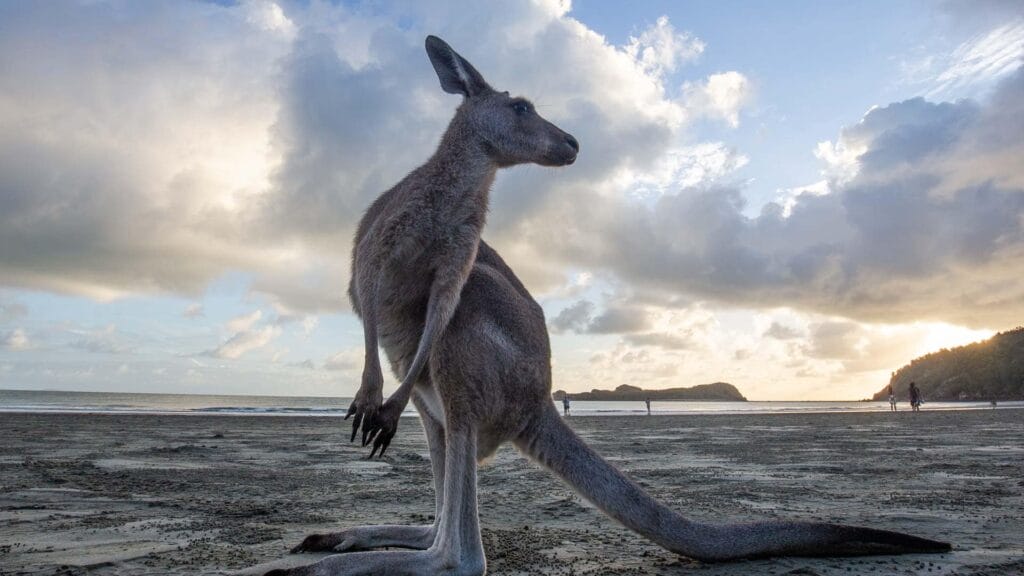 cape-hillsborough-kangaroos - Londoner In Sydney cape-hillsborough-kangaroos