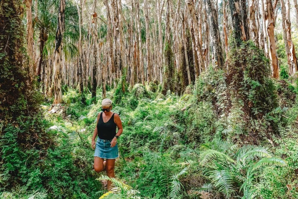 paperbark-forest-walk-agnes-water - Londoner In Sydney paperbark-forest-walk-agnes-water