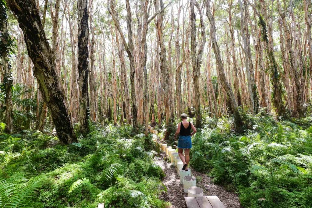 Agnes-Water-paperbark-forest