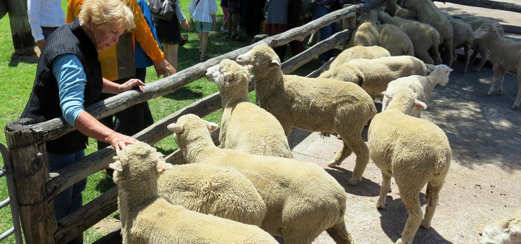 Tobruk-Sheep-Station-Sydney-1024x480 - Londoner In Sydney Tobruk-Sheep-Station-Sydney-1024x480