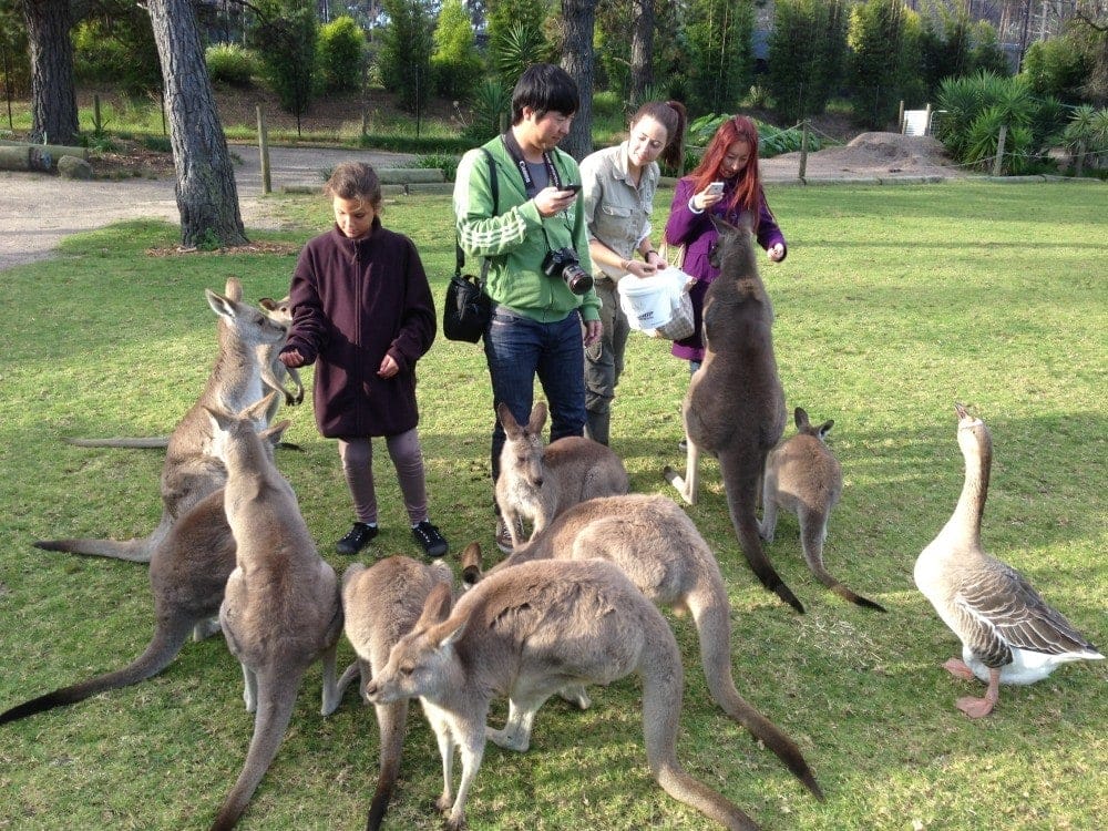 Symbio-wildlife-park-wollongong - Londoner In Sydney Symbio-wildlife-park-wollongong