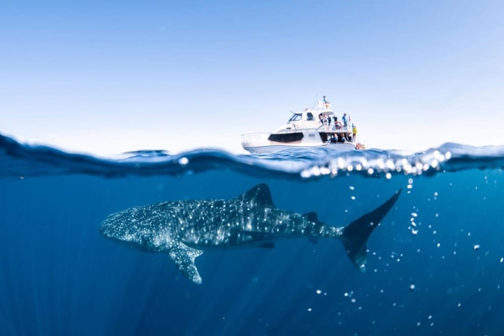 Whale_Shark_Safari_Coral_Bay_Ecotours