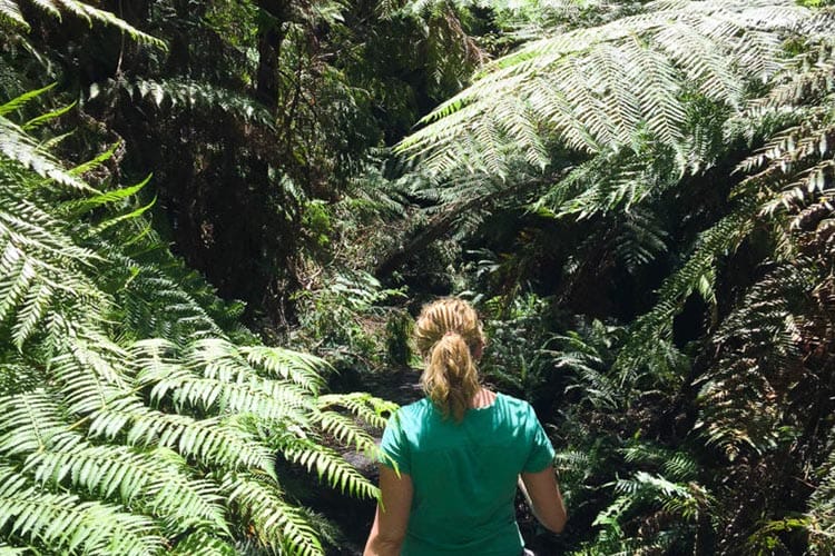 newnes-glow-worm-tunnel-walk