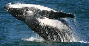 whale-watching-port-stephens