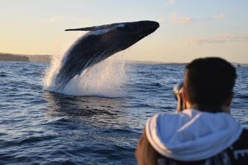 whale-watching-port-stephens
