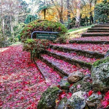 breenhold-gardens-mount-wilson-sydney copy