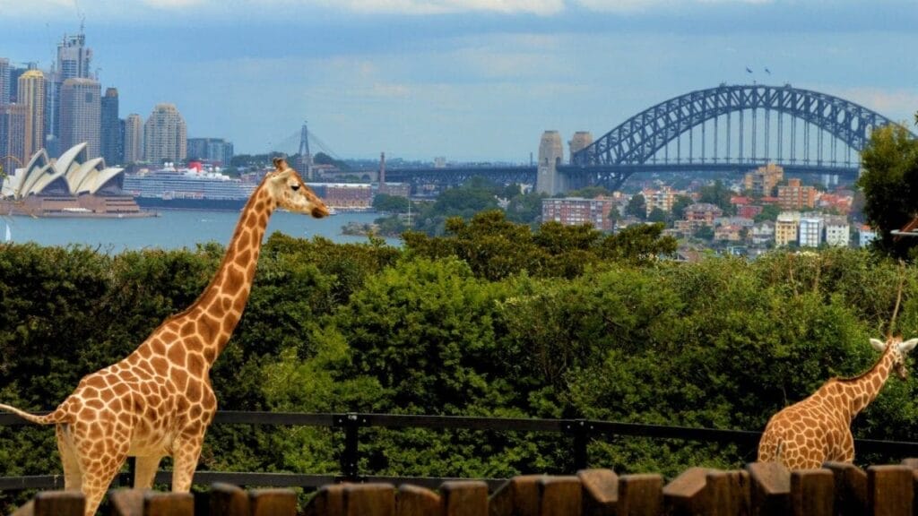 Taronga-Zoo-Sydney-tourist-attractions