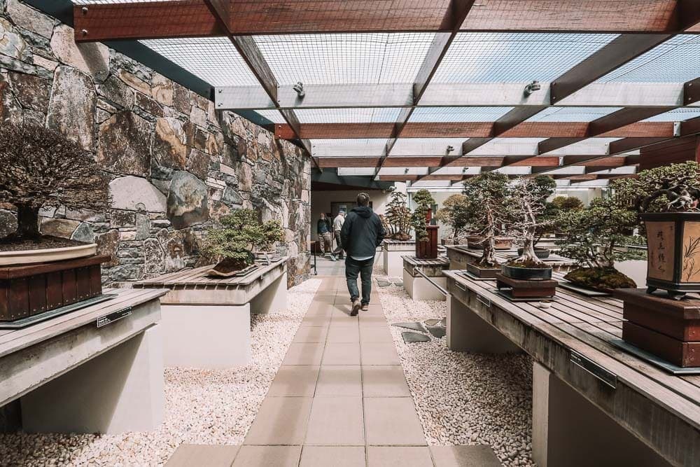 bonsai-national-arboretum-australia