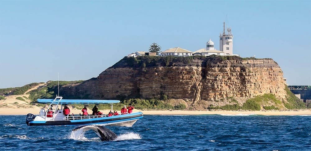 whale-watching-newcastle-nsw - Londoner In Sydney whale-watching-newcastle-nsw