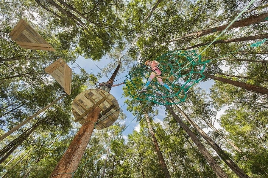 treetop-adventure-park-newcastle - Londoner In Sydney treetop-adventure-park-newcastle