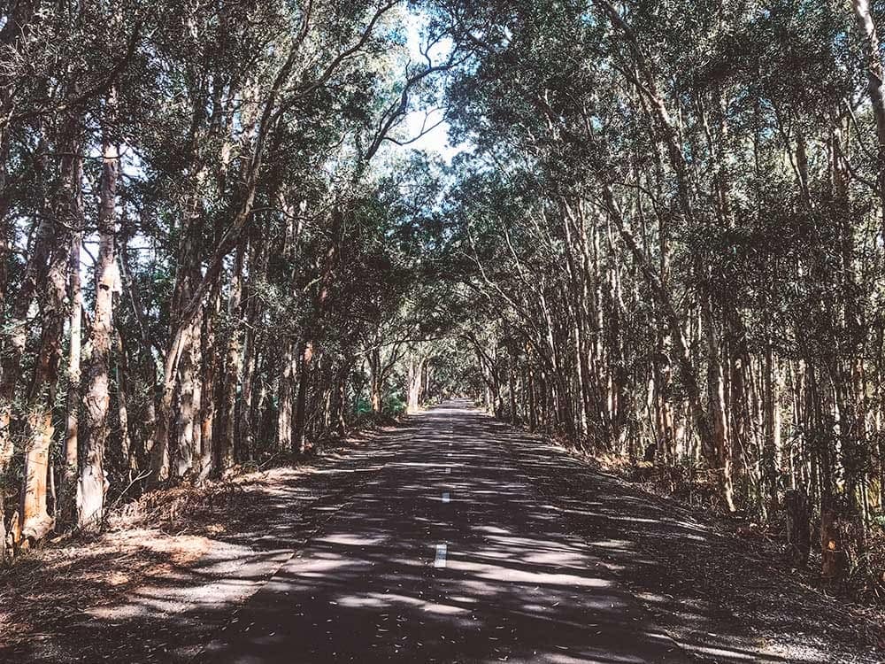 the-fernleigh-track-newcastle-nsw - Londoner In Sydney the-fernleigh-track-newcastle-nsw
