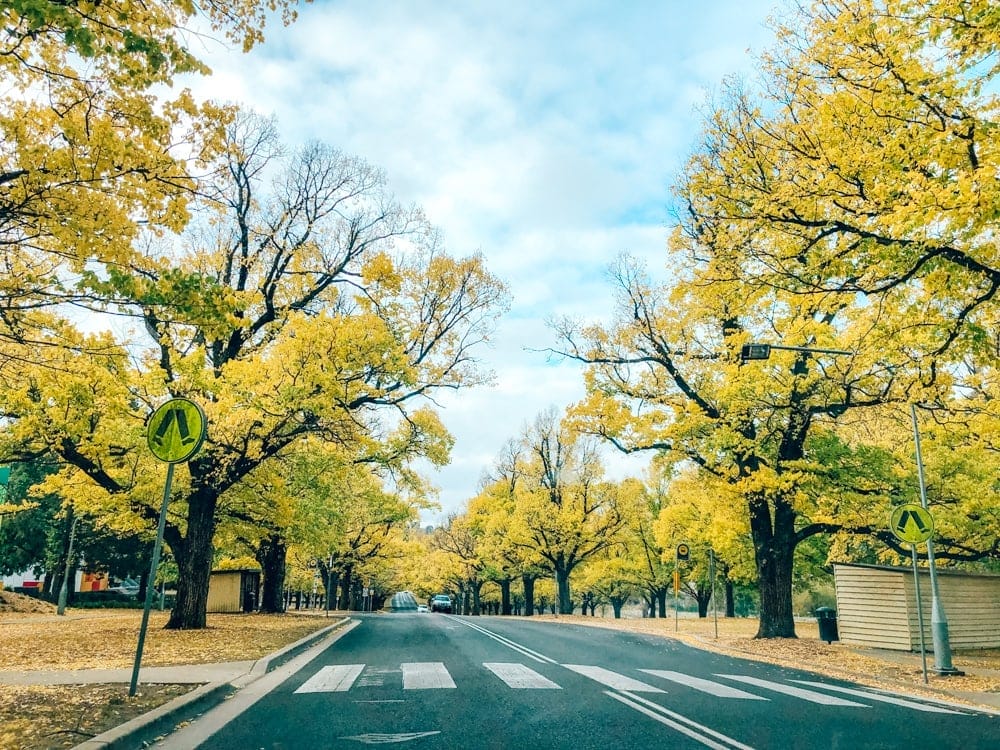 armidale-nsw-autumn-leaves - Londoner In Sydney armidale-nsw-autumn-leaves