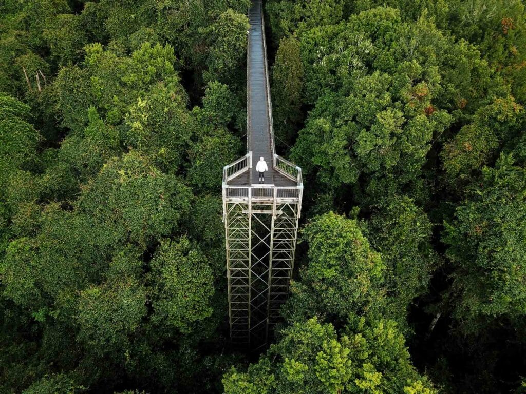 dorrigo-skywalk-drone-image - Londoner In Sydney dorrigo-skywalk-drone-image