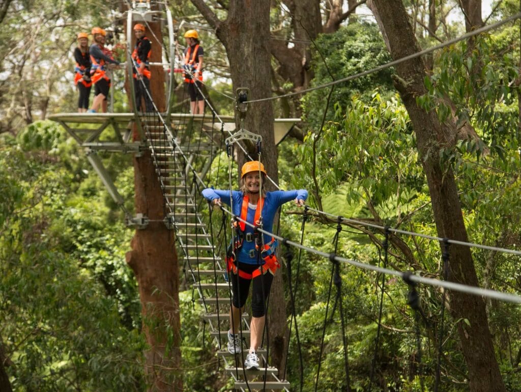 illawara-fly-tree-top-wollongong - Londoner In Sydney illawara-fly-tree-top-wollongong