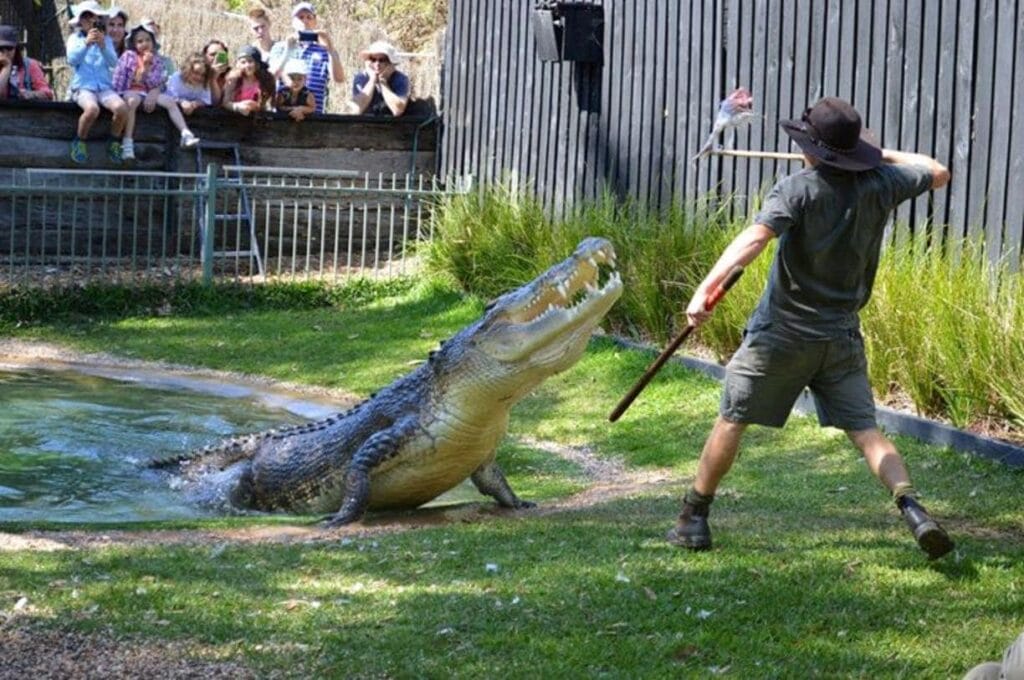 australian-reptile-park-gosford - Londoner In Sydney australian-reptile-park-gosford