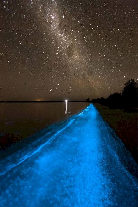 plankton-in-terrigal - Londoner In Sydney plankton-in-terrigal