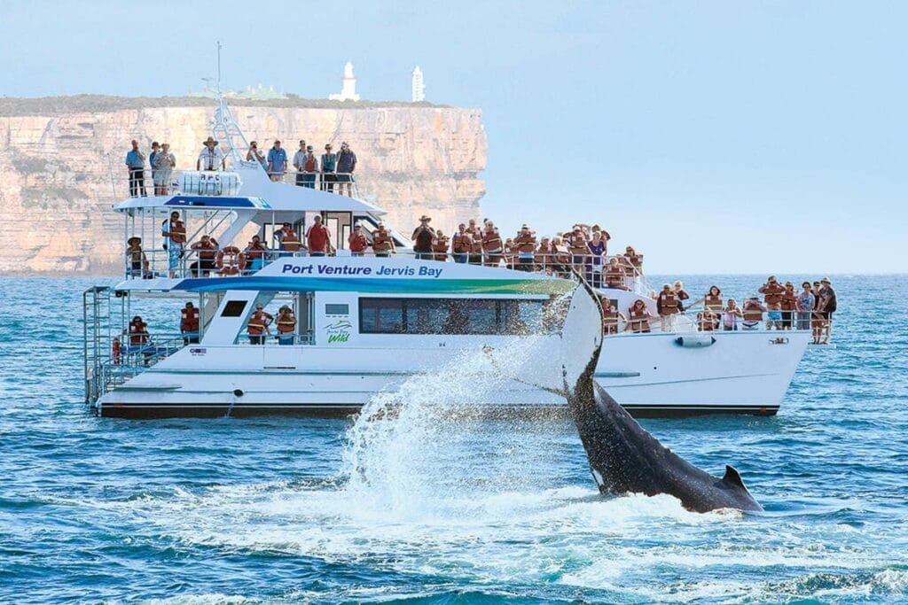 This image has an empty alt attribute; its file name is jervis-bay-dolphin-cruise-1024x683.jpg