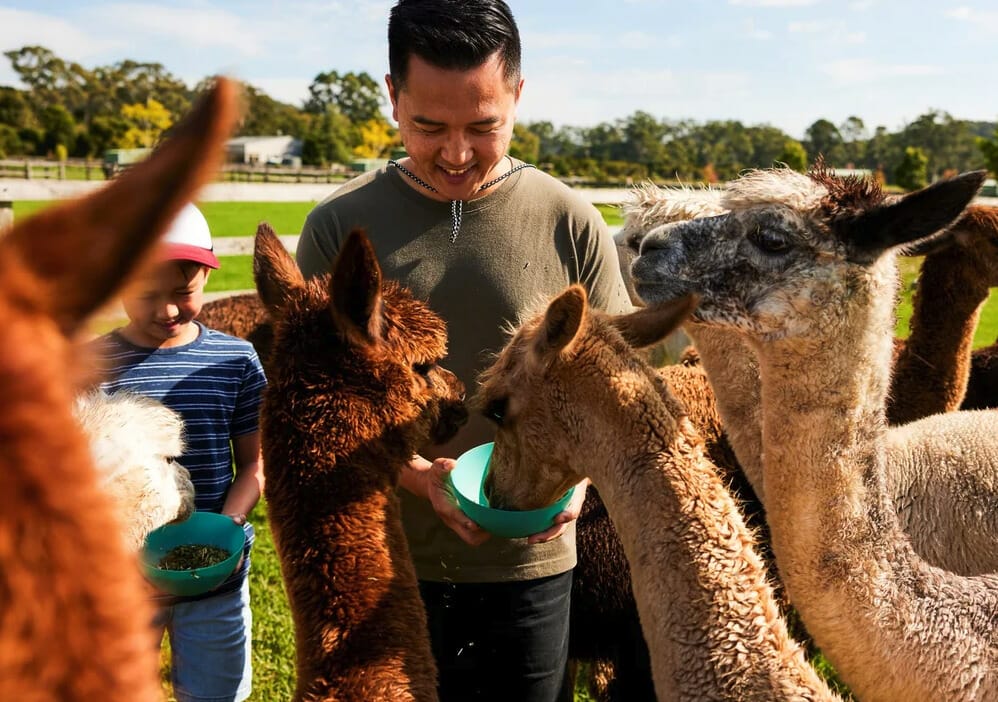 alpaca-farm-things-to-do-in-newcastle - Londoner In Sydney alpaca-farm-things-to-do-in-newcastle
