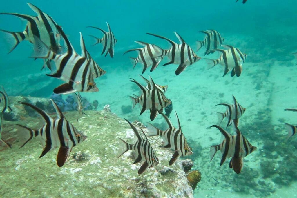 scuba-diving-in-sydney-pro-dive - Londoner In Sydney scuba-diving-in-sydney-pro-dive