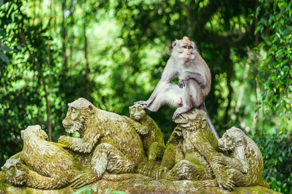 monkey-forest-ubud - Londoner In Sydney monkey-forest-ubud