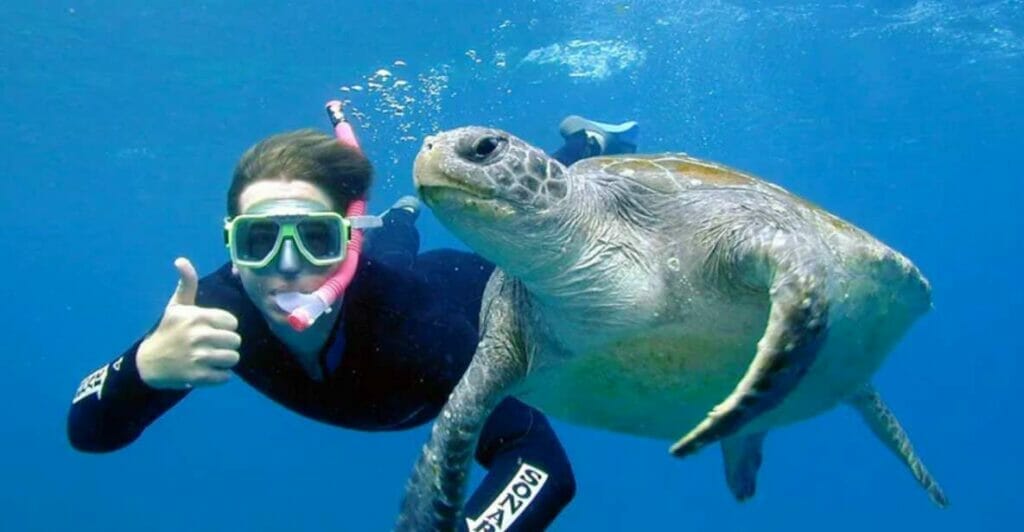 snorkel-with-turtles-in-byron-bay
