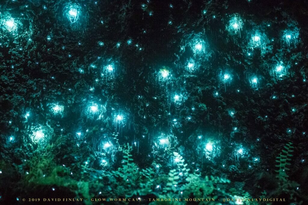 glow-worm-caves