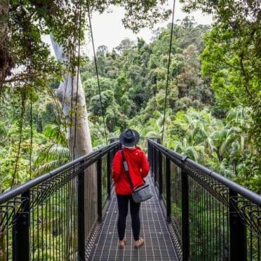 tamborine-rainforest-skywalk