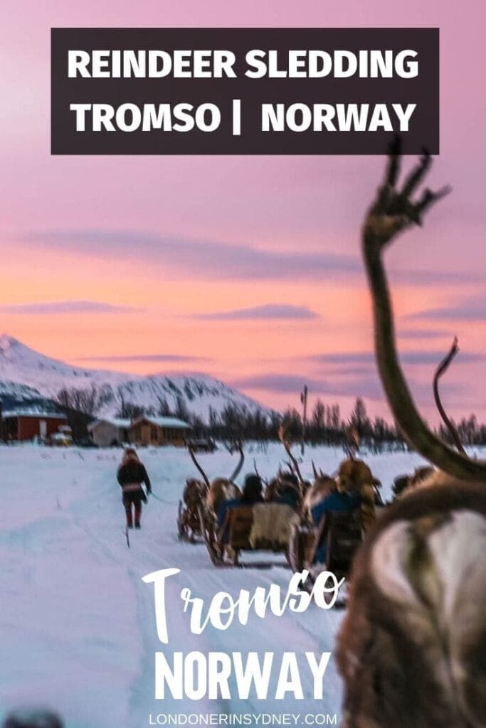 TROMSO-REINDEER-SLEDDING - Londoner In Sydney