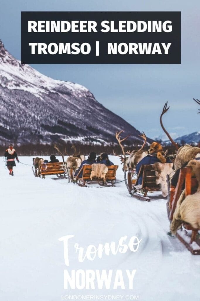TROMSO-REINDEER-SLEDDING-2 - Londoner In Sydney