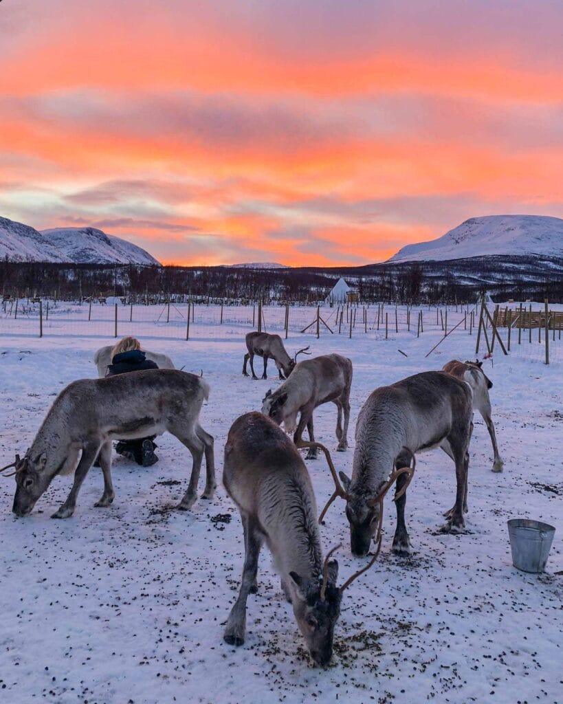 reindeer-feeding-sami-people-tromso - Londoner In Sydney reindeer-feeding-sami-people-tromso