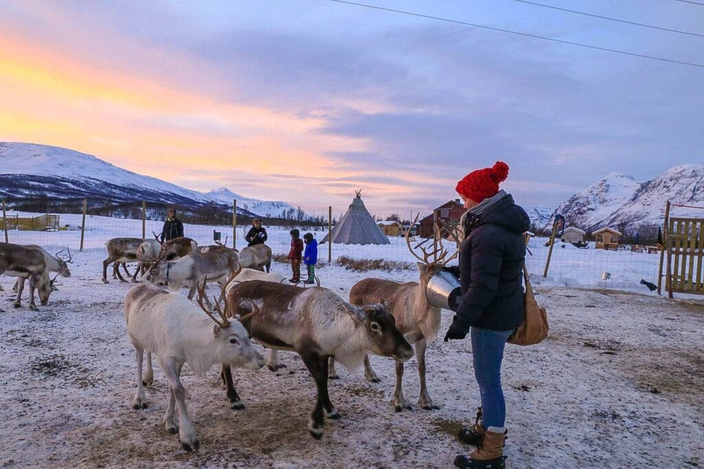 reindeer-feeding-tromso-lapland
