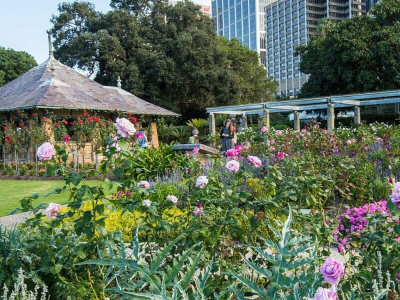 botanic-gardens-sydney - Londoner In Sydney botanic-gardens-sydney