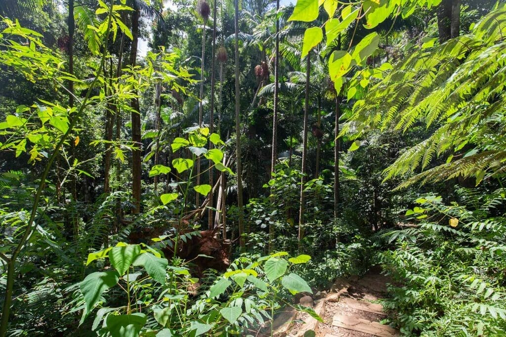 greenes-falls-mount-glorious - Londoner In Sydney greenes-falls-mount-glorious