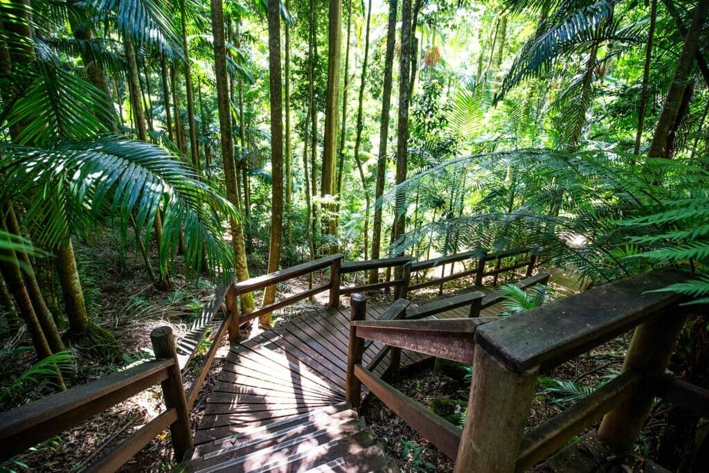 greenes-falls-mount-glorious - Londoner In Sydney greenes-falls-mount-glorious