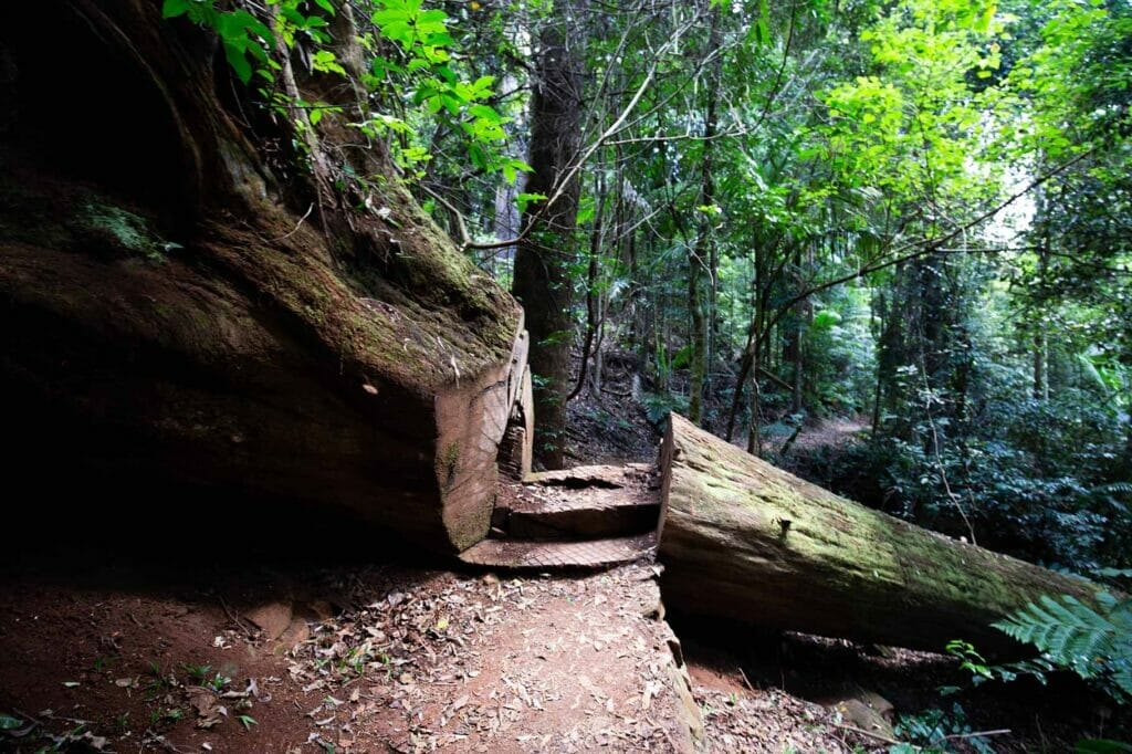 greenes-falls-mount-glorious - Londoner In Sydney greenes-falls-mount-glorious