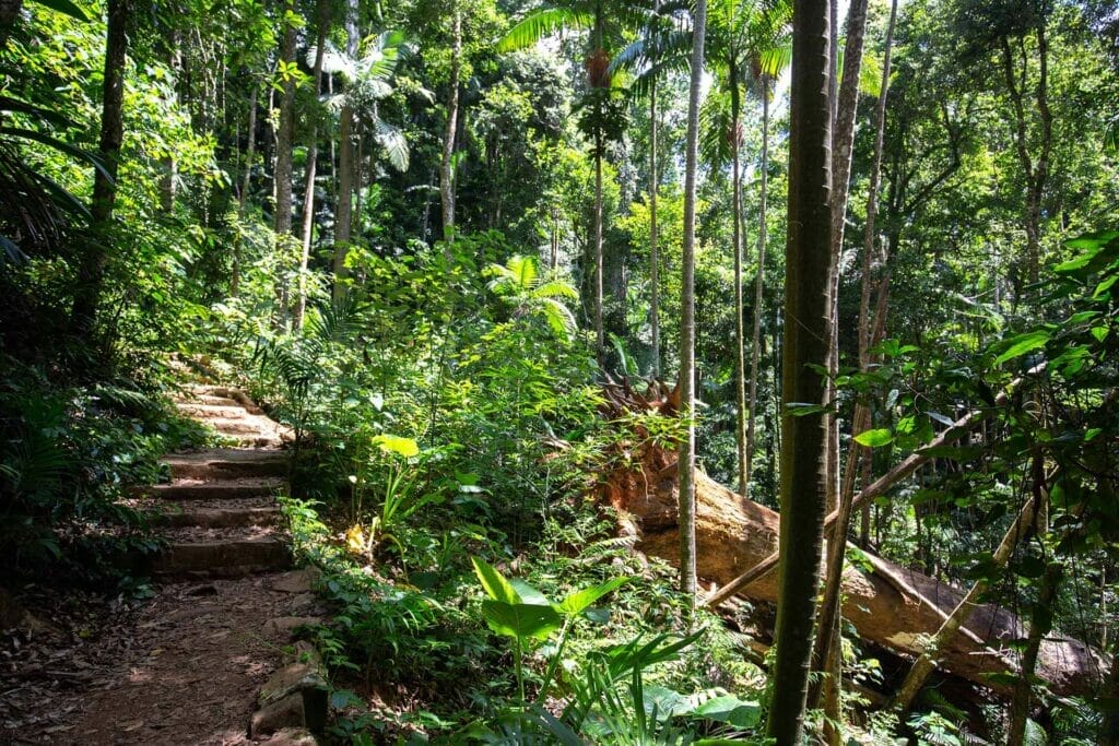 greenes-falls-mount-glorious - Londoner In Sydney greenes-falls-mount-glorious