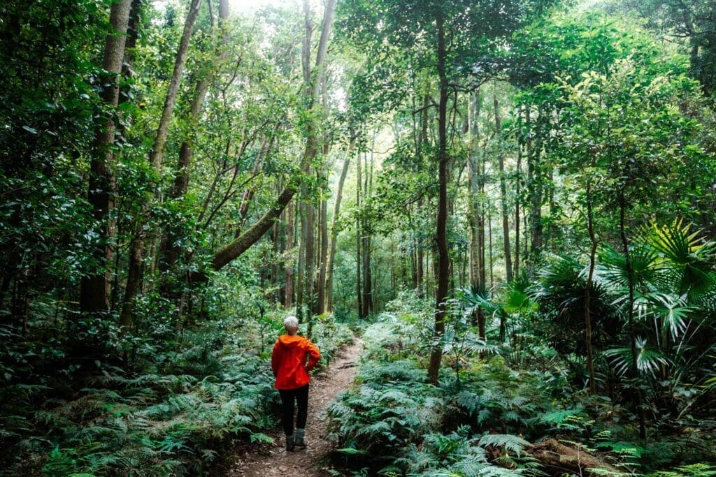 cascade-falls-walk-nsw