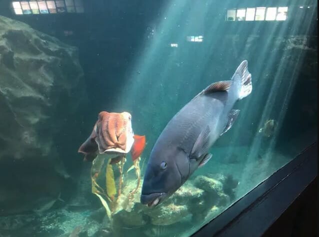 merimbula-aquarium-things-to-do-in-merimbula