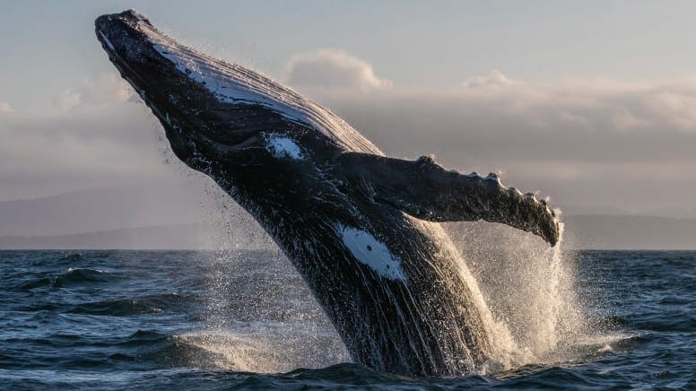 whale-watching-merimbula