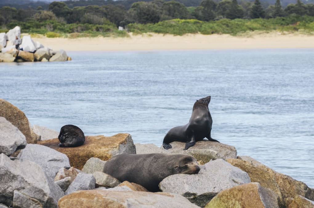 seal-rocks-narooma