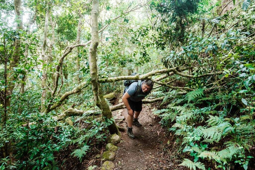 morans-falls-lamington-national-park